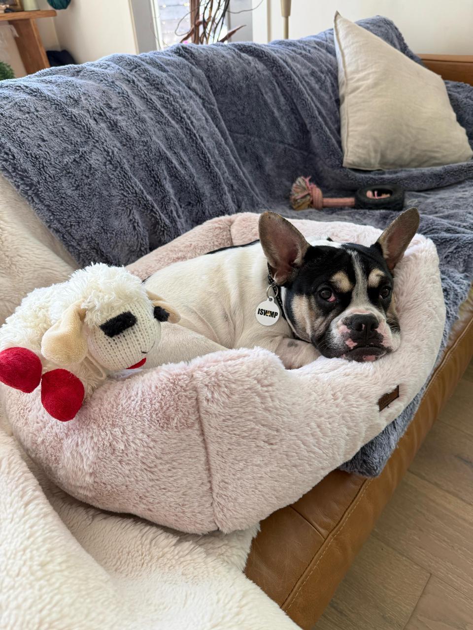 Enlarge Grace, an adopted French Bulldog in Los Angeles, CA image 3/6
