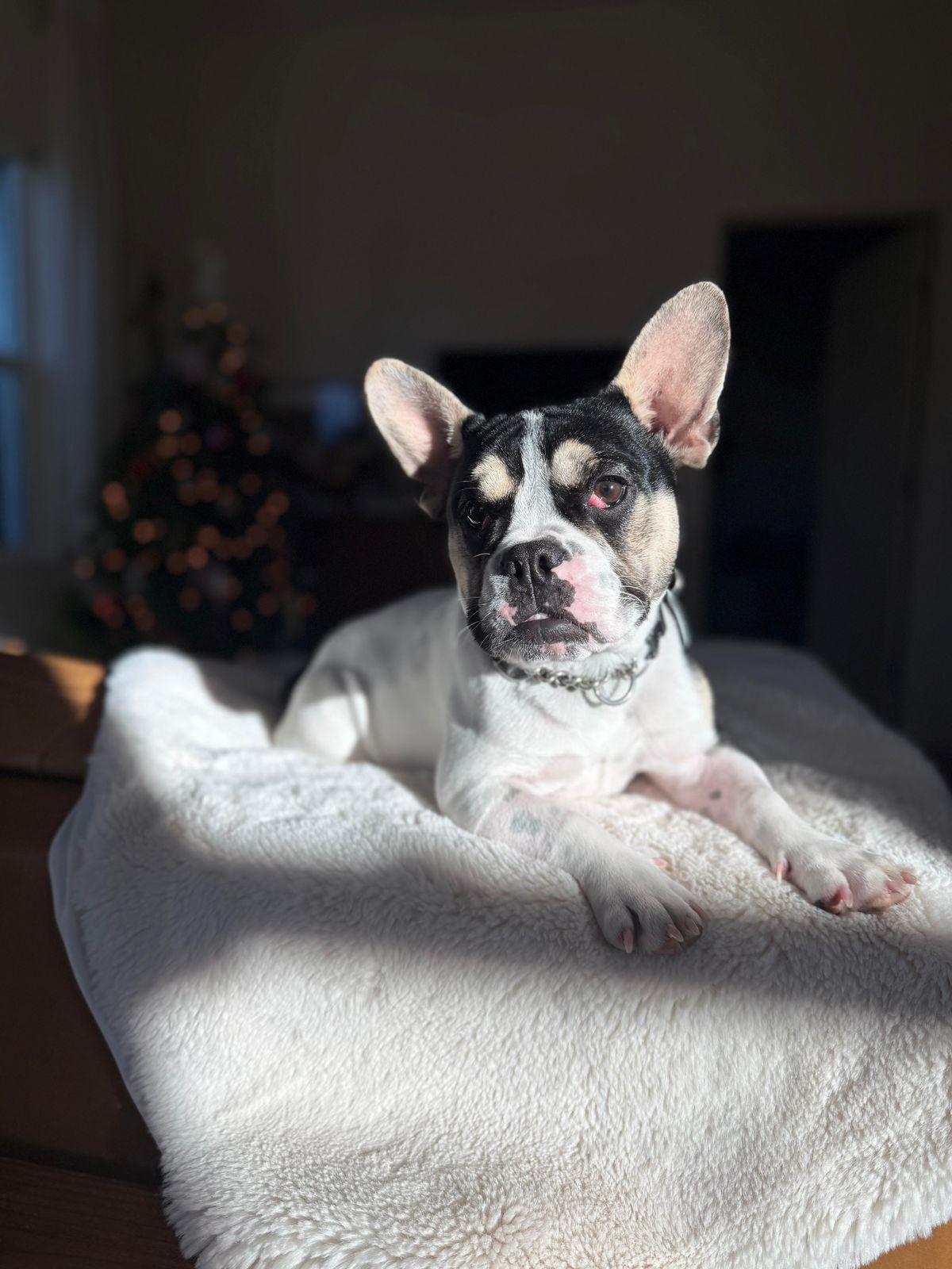 Enlarge Grace, an adopted French Bulldog in Los Angeles, CA image 2/6