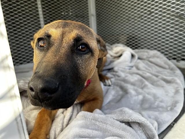 Enlarge CALI, a Adoptable mixed breed in Fairfield, CA image 1/1