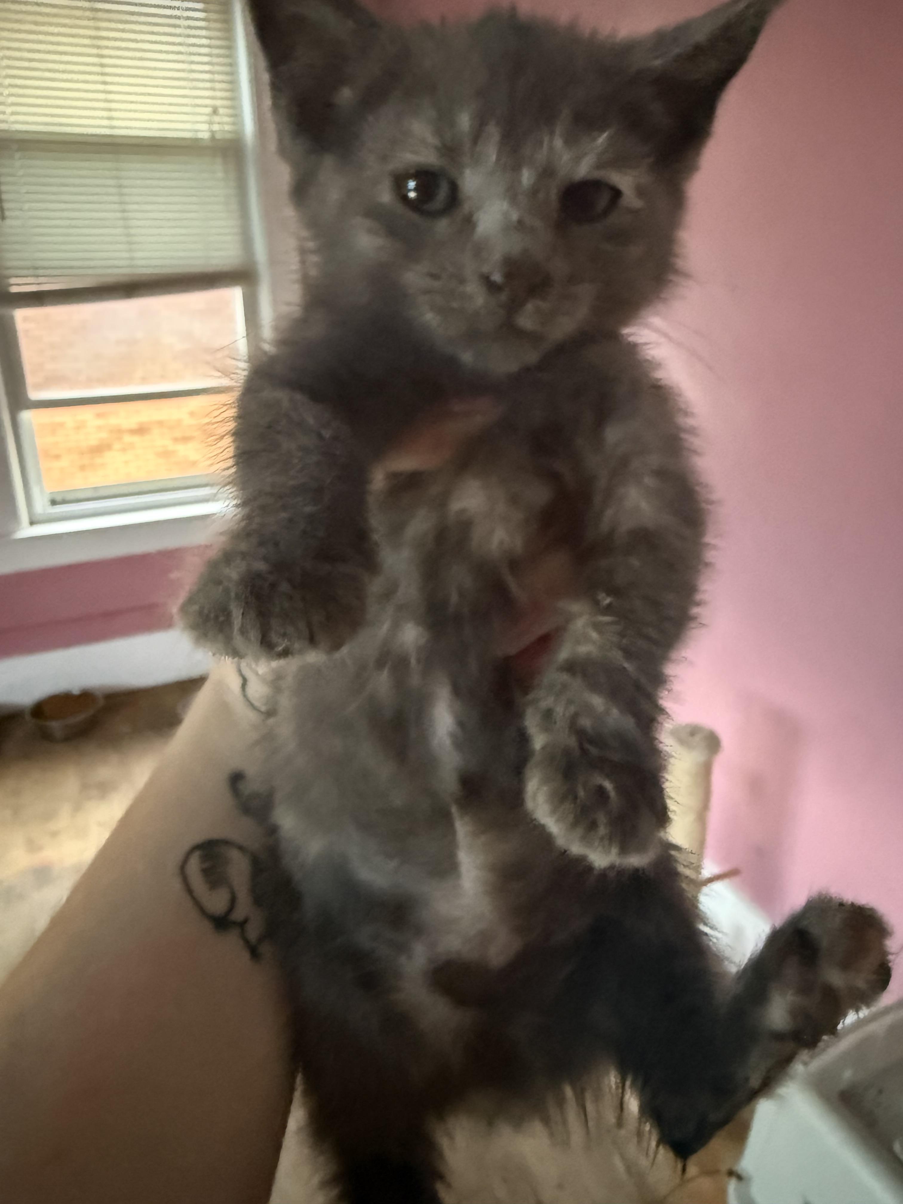Dottie, Adoptable, Kitten Female Domestic Short Hair.