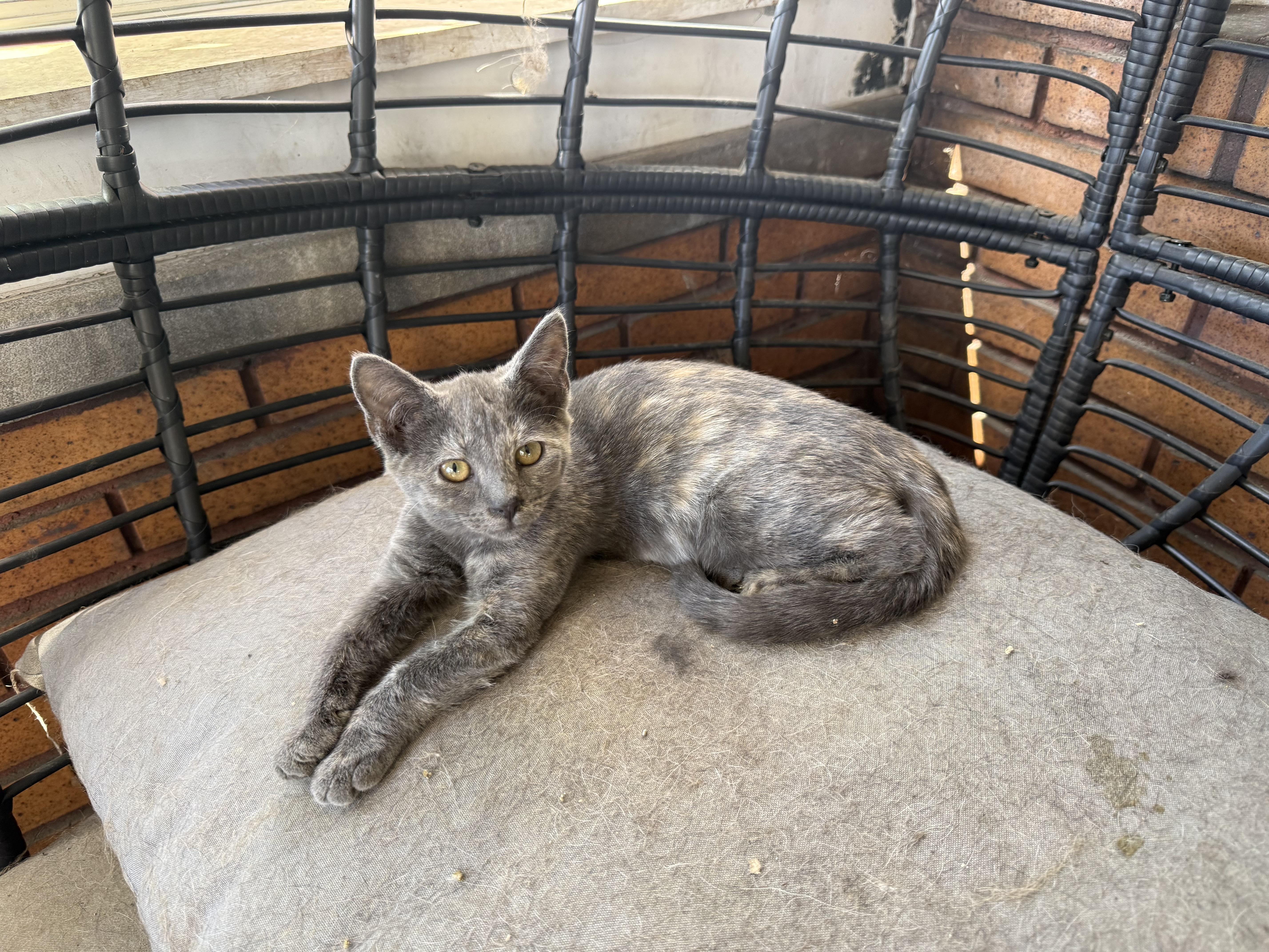 Enlarge Dottie, a Adoptable Domestic Short Hair in Bethel Park, PA image 2/2