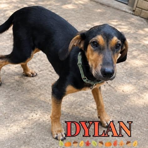 Dylan, Adoptable, Young Male Mixed Breed.