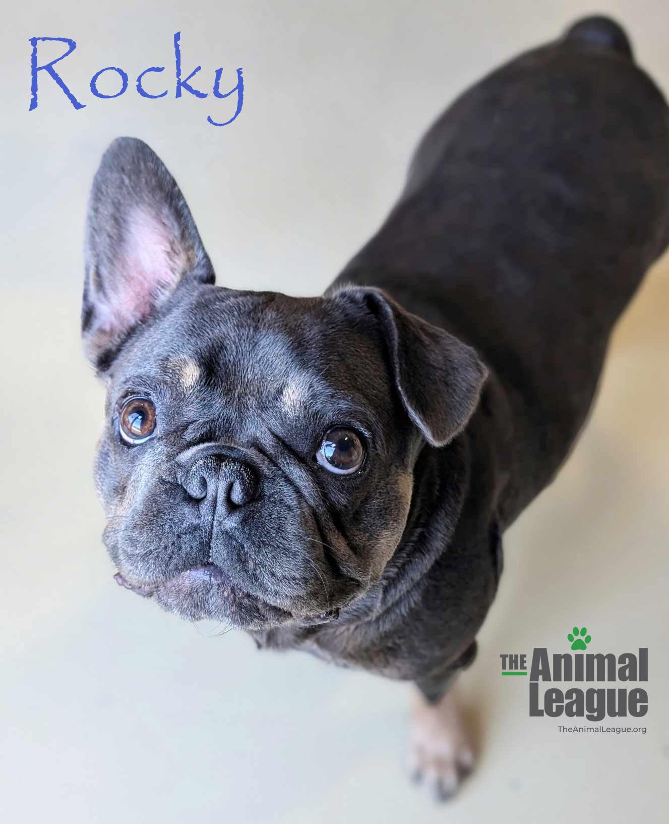 Rocky thumbnail 2