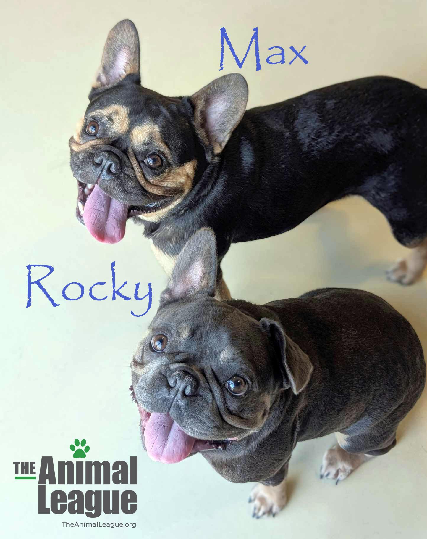 Rocky thumbnail 5