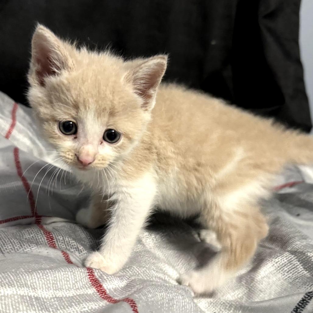 Lily, Adoptable, Kitten Female Domestic Short Hair.
