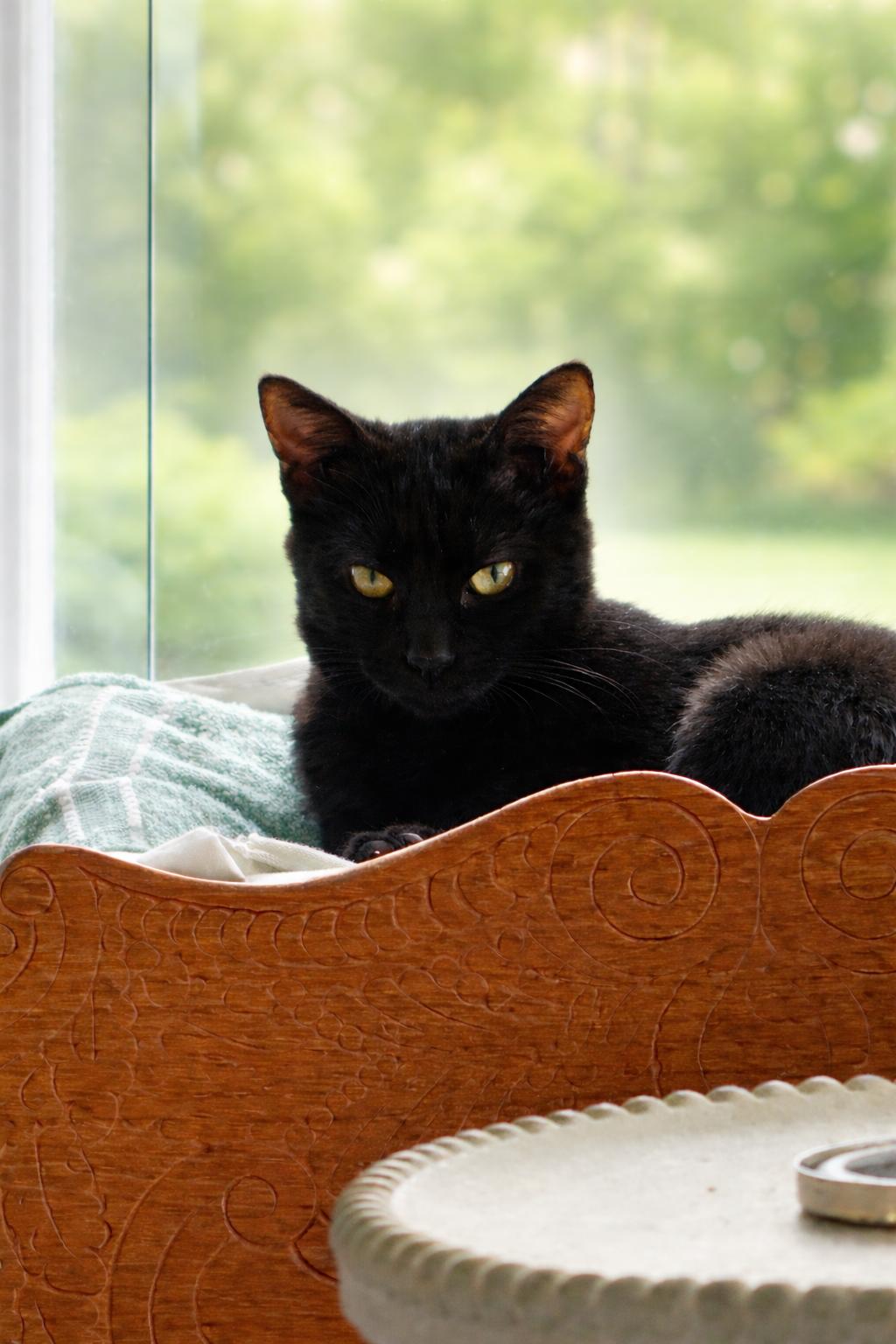 Enlarge Vee- JM, a Adoptable Domestic Short Hair in Council Bluffs, IA image 1/1