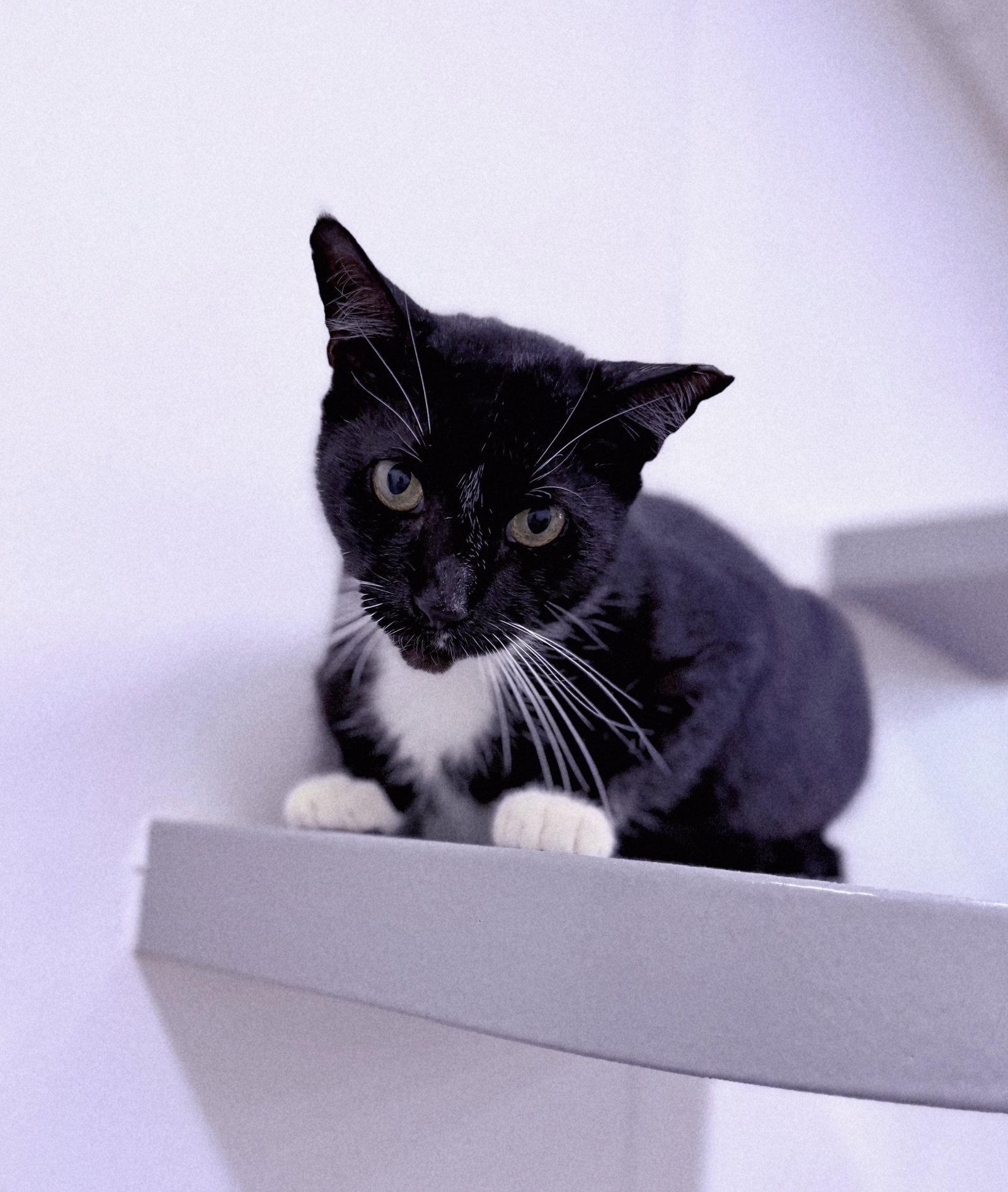 Enlarge Destin, a Adoptable mixed breed in St. Cloud, FL image 3/3