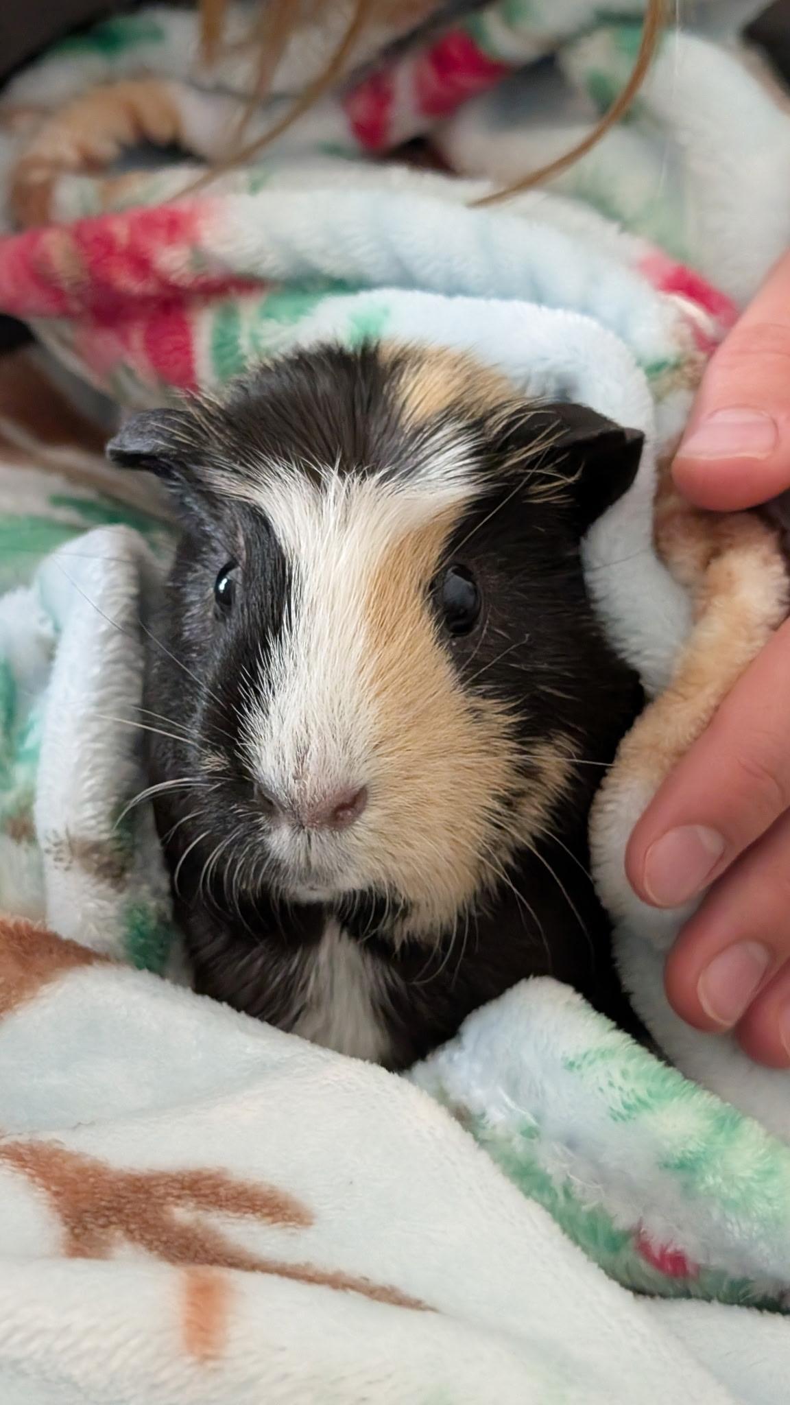 Enlarge Toffee and Poppy, a Adoptable Short-Haired in Wellington, CO image 2/3
