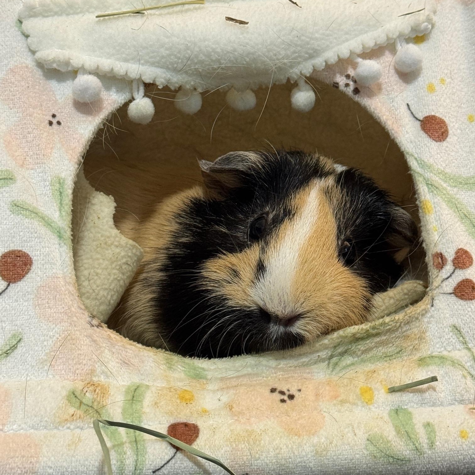 Enlarge Toffee and Poppy, a Adoptable Short-Haired in Wellington, CO image 3/3