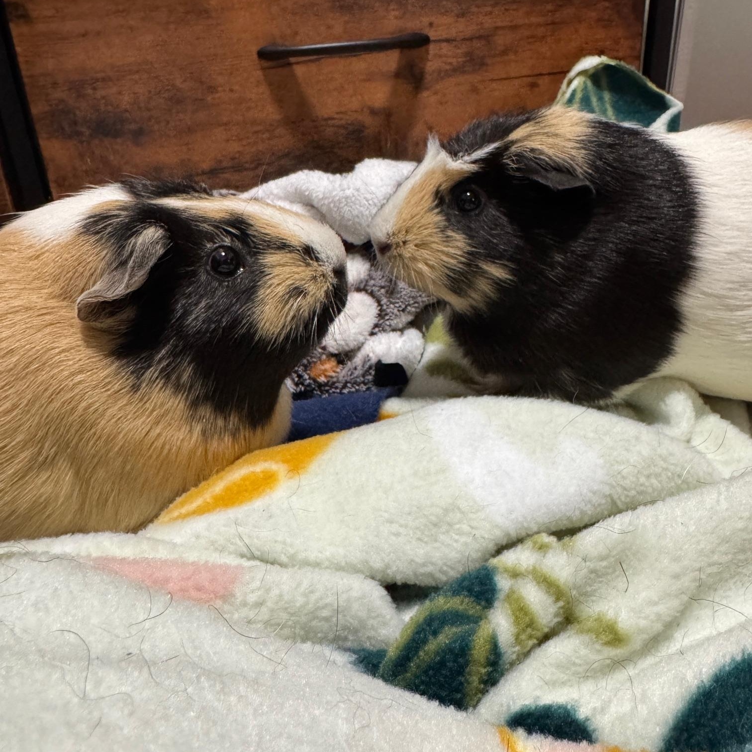 Toffee and Poppy, Adoptable, Senior Female Short-Haired.