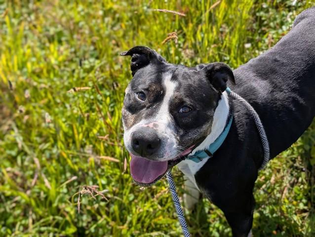 HOPPER, Adoptable, Adult Male Pit Bull Terrier & Mixed Breed.