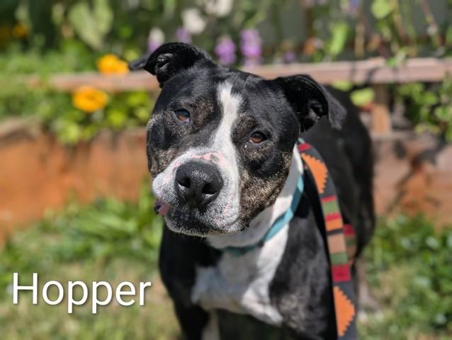 HOPPER, Adoptable, Adult Male Pit Bull Terrier & Mixed Breed.