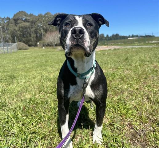 HOPPER, Adoptable, Adult Male Pit Bull Terrier & Mixed Breed.