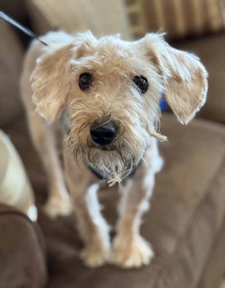 Teddy Roosevelt, Adoptable, Young Male Yorkshire Terrier.