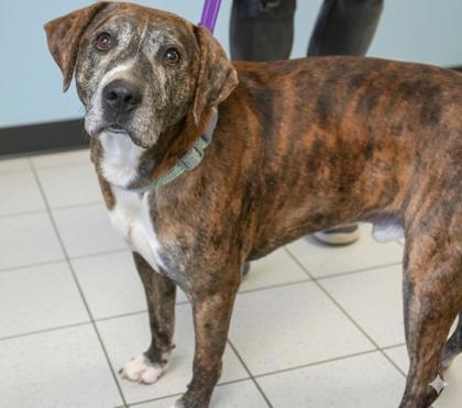 Louie-SPONSORED, Adoptable, Adult Male Catahoula Leopard Dog & Mixed Breed.