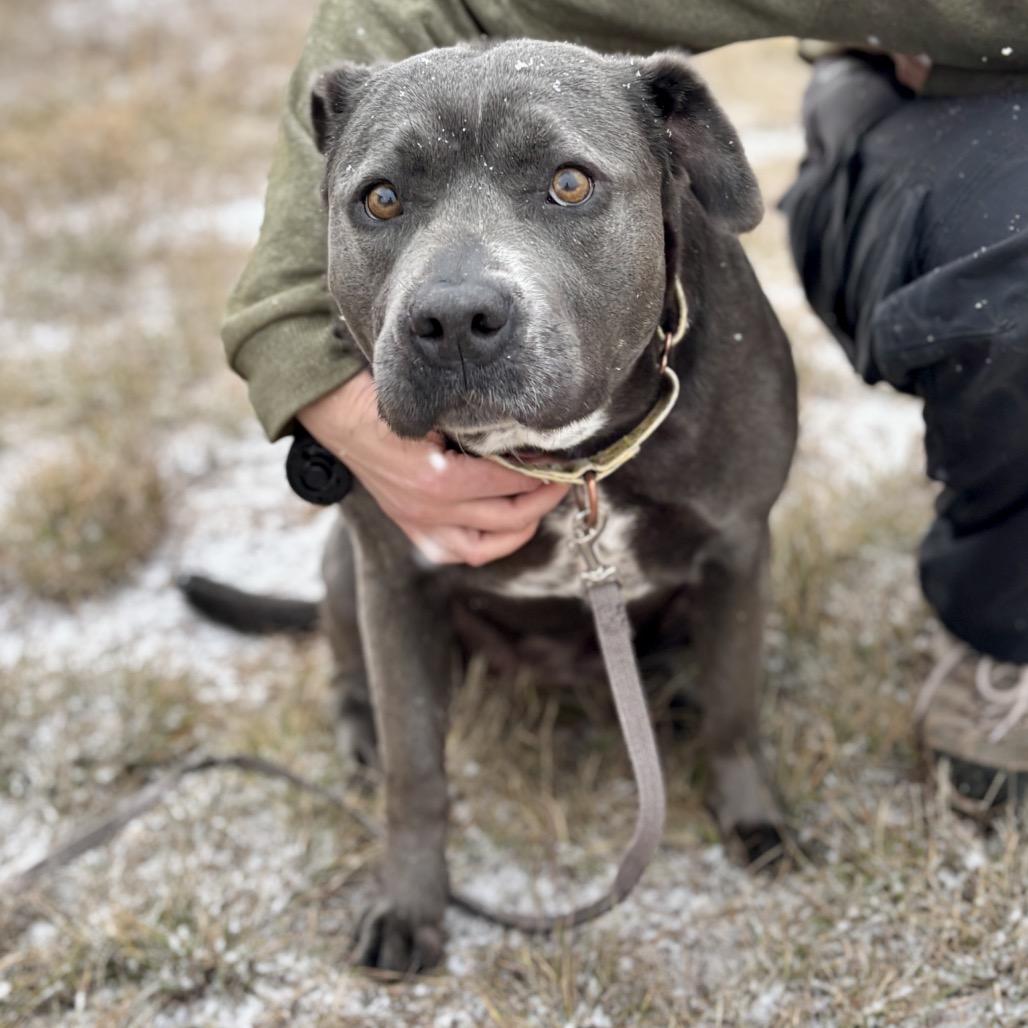 Enlarge Promise, a Adoptable mixed breed in Glenwood Springs, CO image 1/6