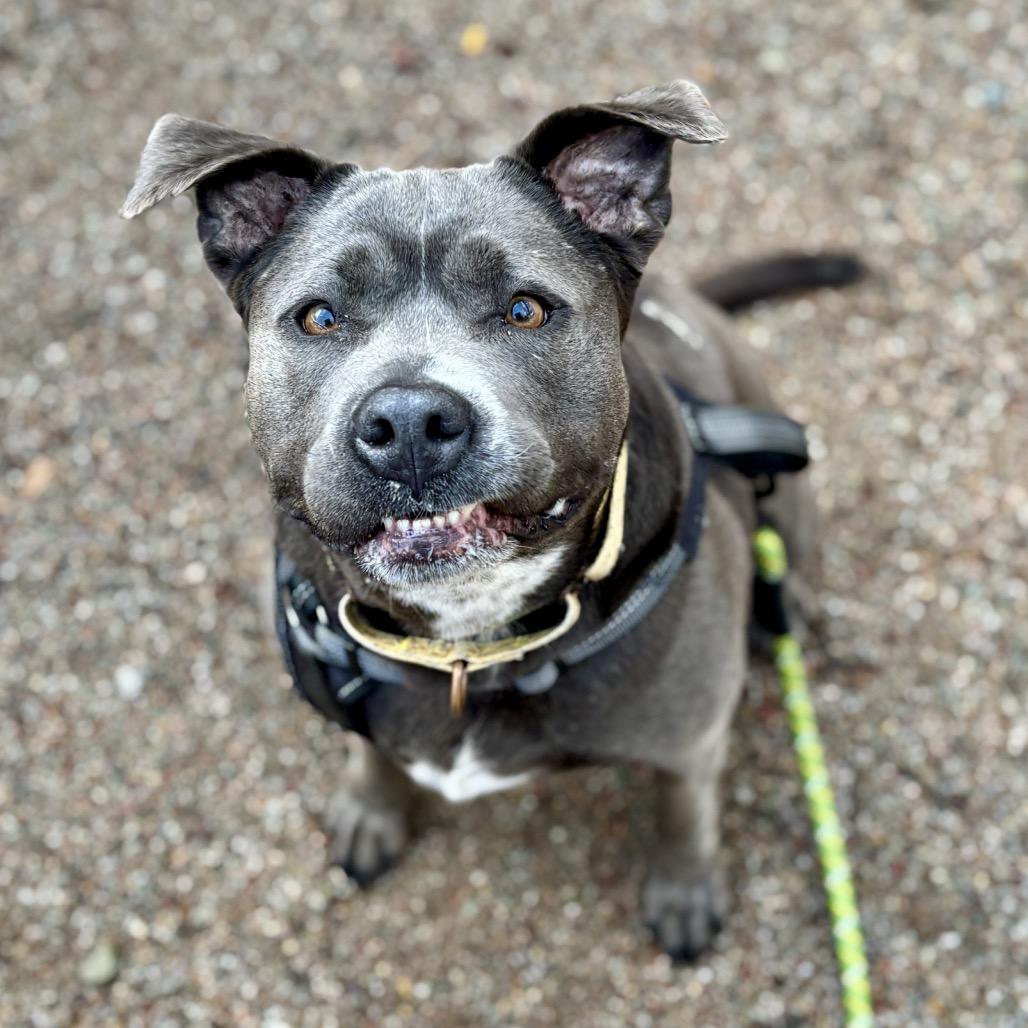 Enlarge Promise, a Adoptable Mixed Breed in Glenwood Springs, CO image 1/6