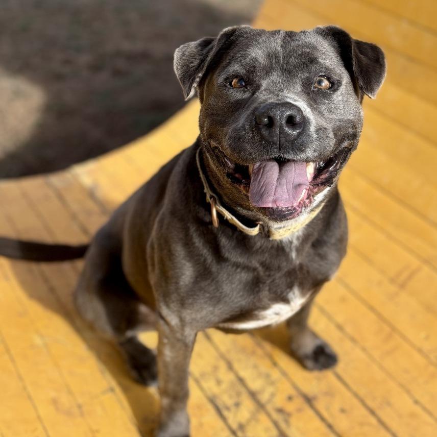 Enlarge Promise, a Adoptable Mixed Breed in Glenwood Springs, CO image 2/6