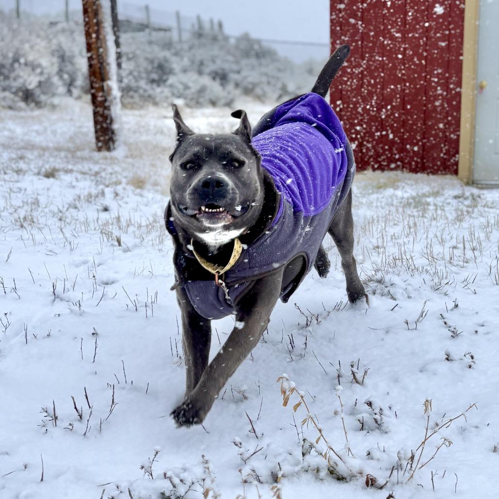 Enlarge Promise, a Adoptable mixed breed in Glenwood Springs, CO image 2/6