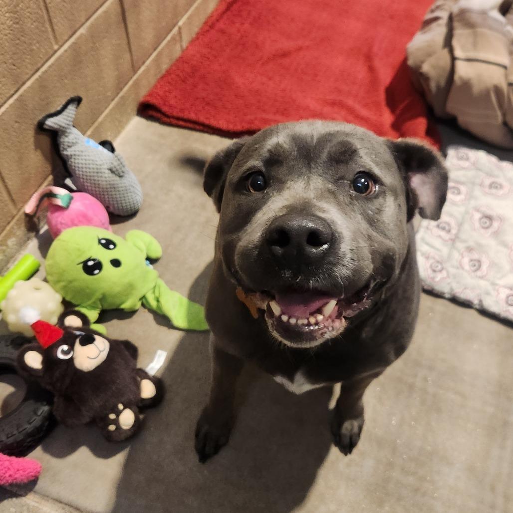 Enlarge Promise, a Adoptable mixed breed in Glenwood Springs, CO image 3/6