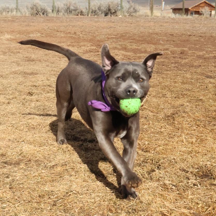 Enlarge Promise, a Adoptable Mixed Breed in Glenwood Springs, CO image 3/6
