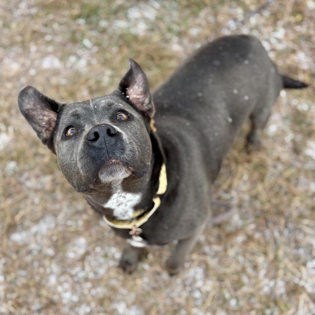 Enlarge Promise, a Adoptable mixed breed in Glenwood Springs, CO image 4/6