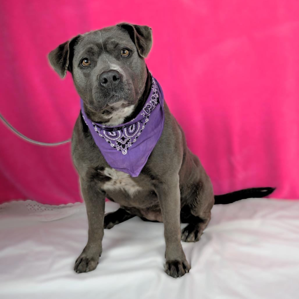 Enlarge Promise, a Adoptable Mixed Breed in Glenwood Springs, CO image 3/6