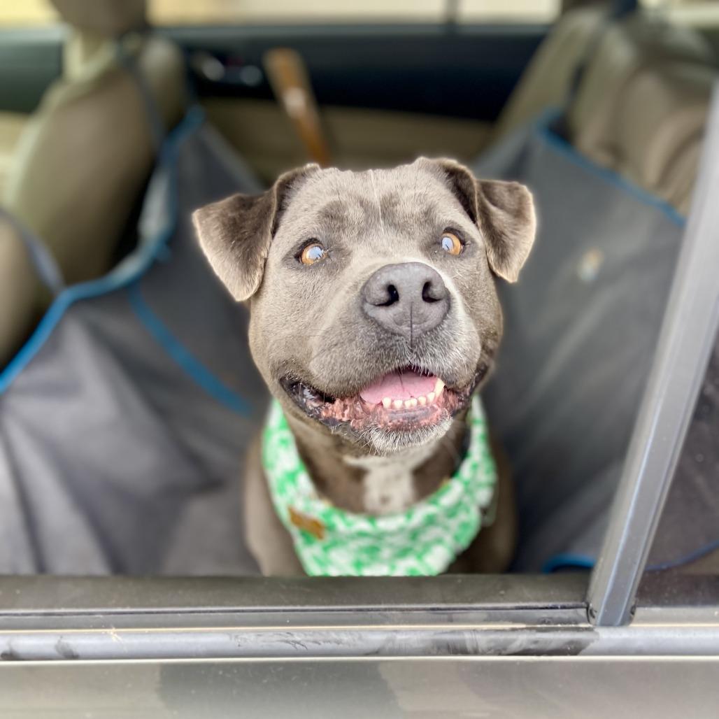 Enlarge Promise, a Adoptable Mixed Breed in Glenwood Springs, CO image 4/6