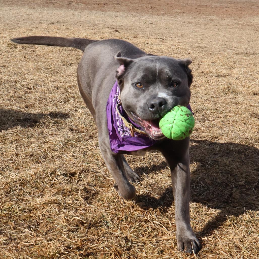 Enlarge Promise, a Adoptable Mixed Breed in Glenwood Springs, CO image 5/6