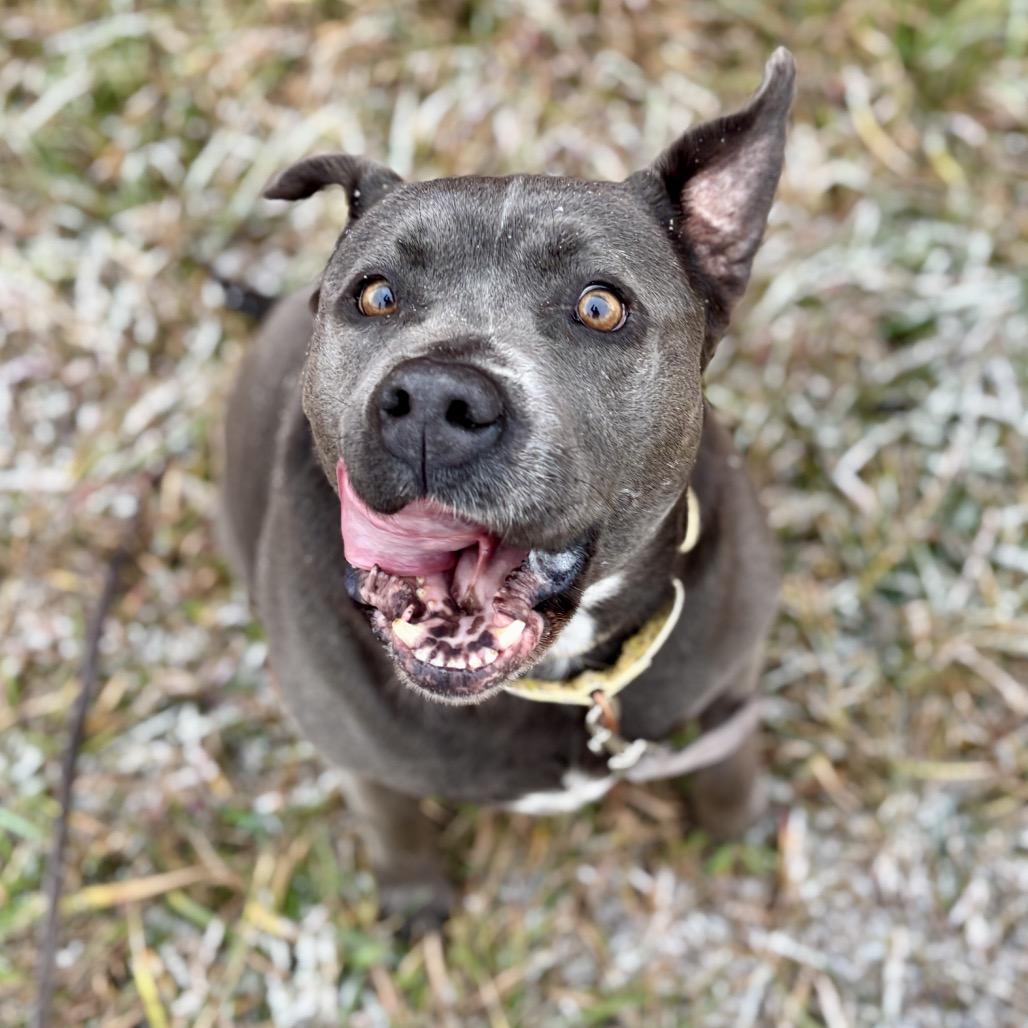 Enlarge Promise, a Adoptable mixed breed in Glenwood Springs, CO image 4/6