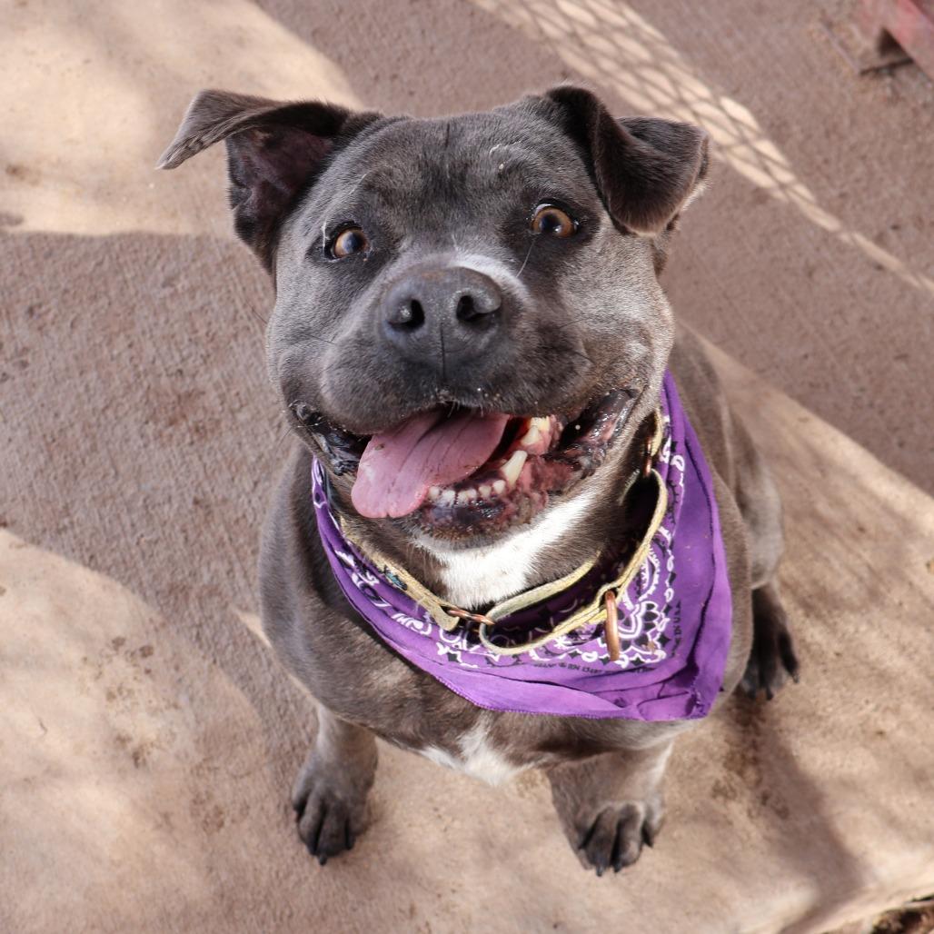 Enlarge Promise, a Adoptable Mixed Breed in Glenwood Springs, CO image 5/6