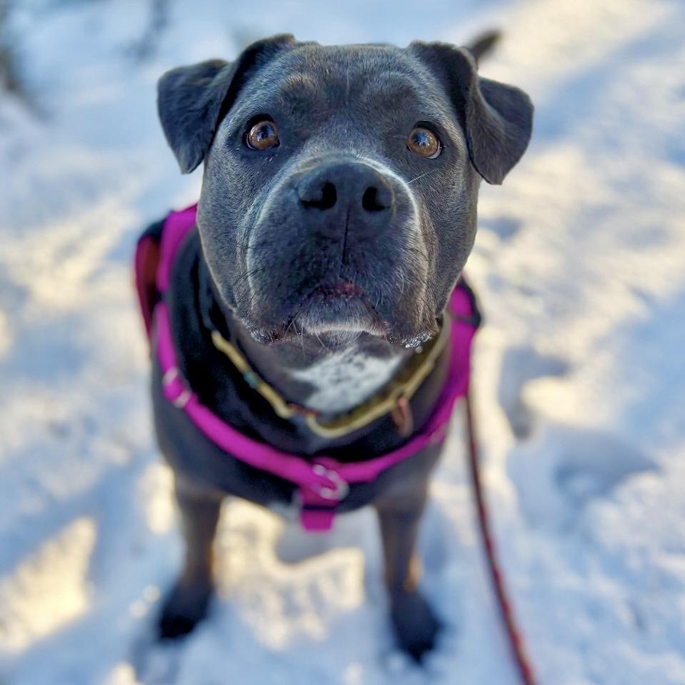Enlarge Promise, a Adoptable mixed breed in Glenwood Springs, CO image 5/6