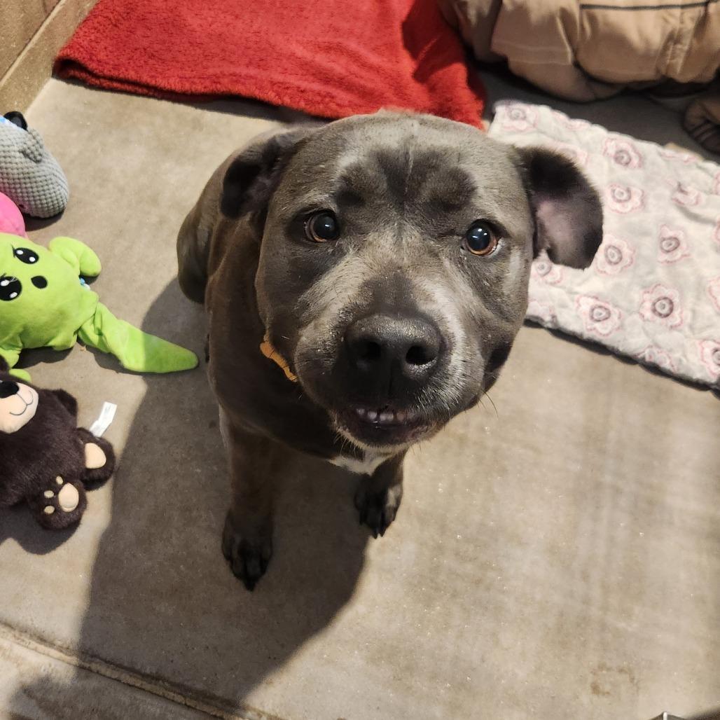 Enlarge Promise, a Adoptable mixed breed in Glenwood Springs, CO image 6/6