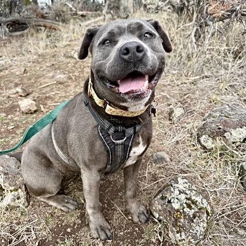 Enlarge Promise, a Adoptable Mixed Breed in Glenwood Springs, CO image 6/6