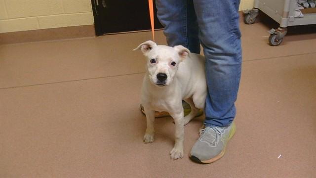SNOW WHITE, Adoptable, Puppy Female American Bulldog & Mixed Breed.