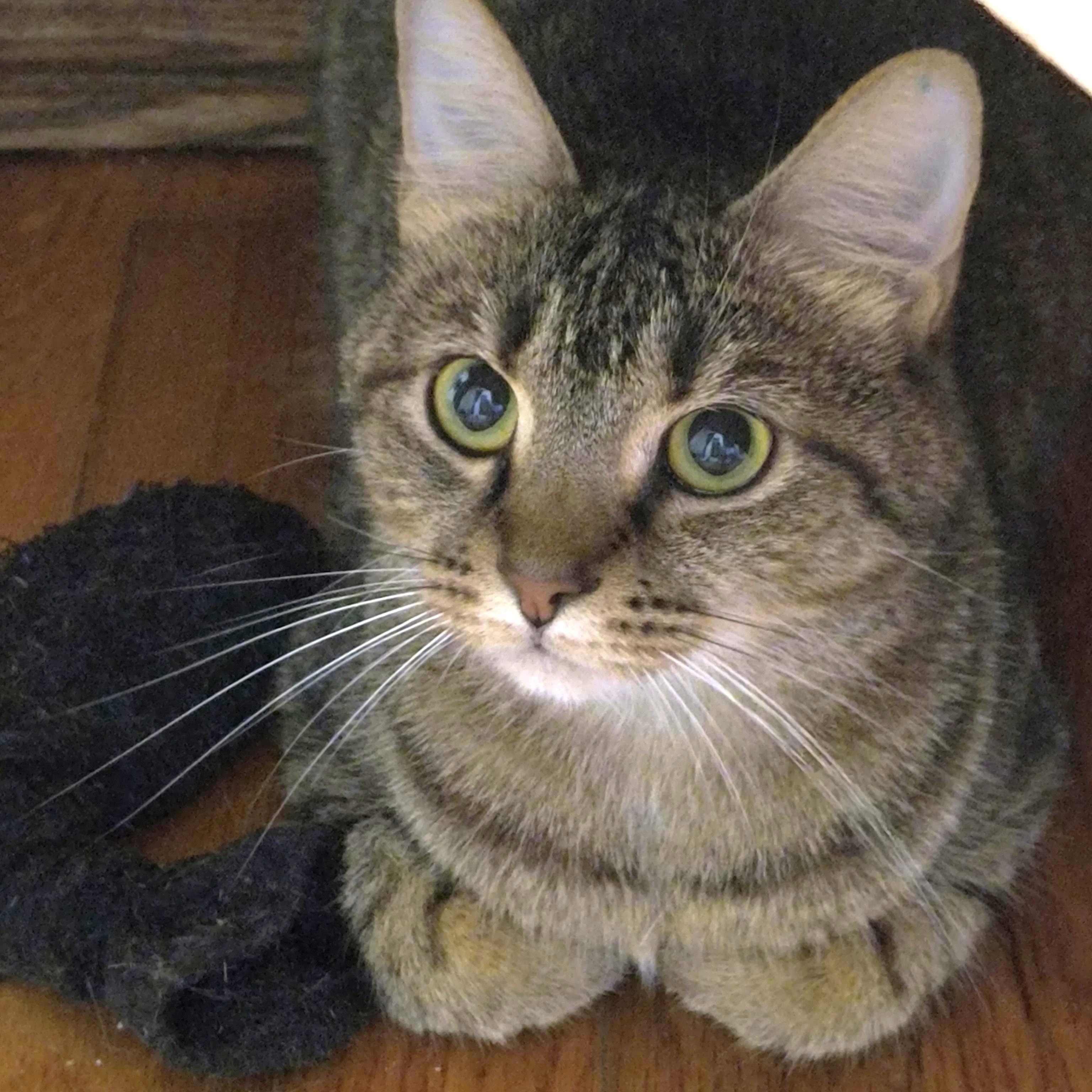 Cleo, ADOPTABLE, Young Female Tiger.