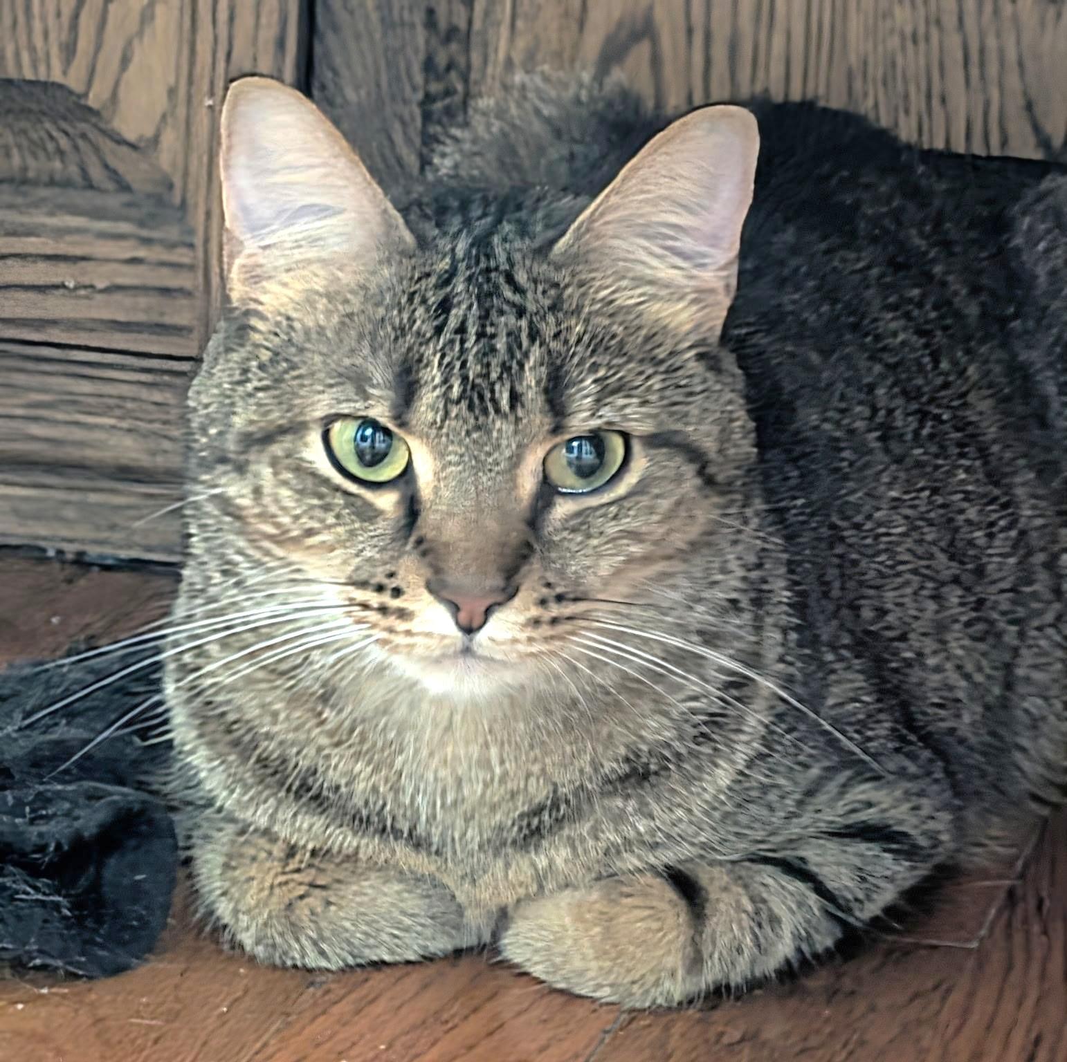 Enlarge Cleo, a ADOPTABLE Tiger in Jamaica Plain, MA image 3/3