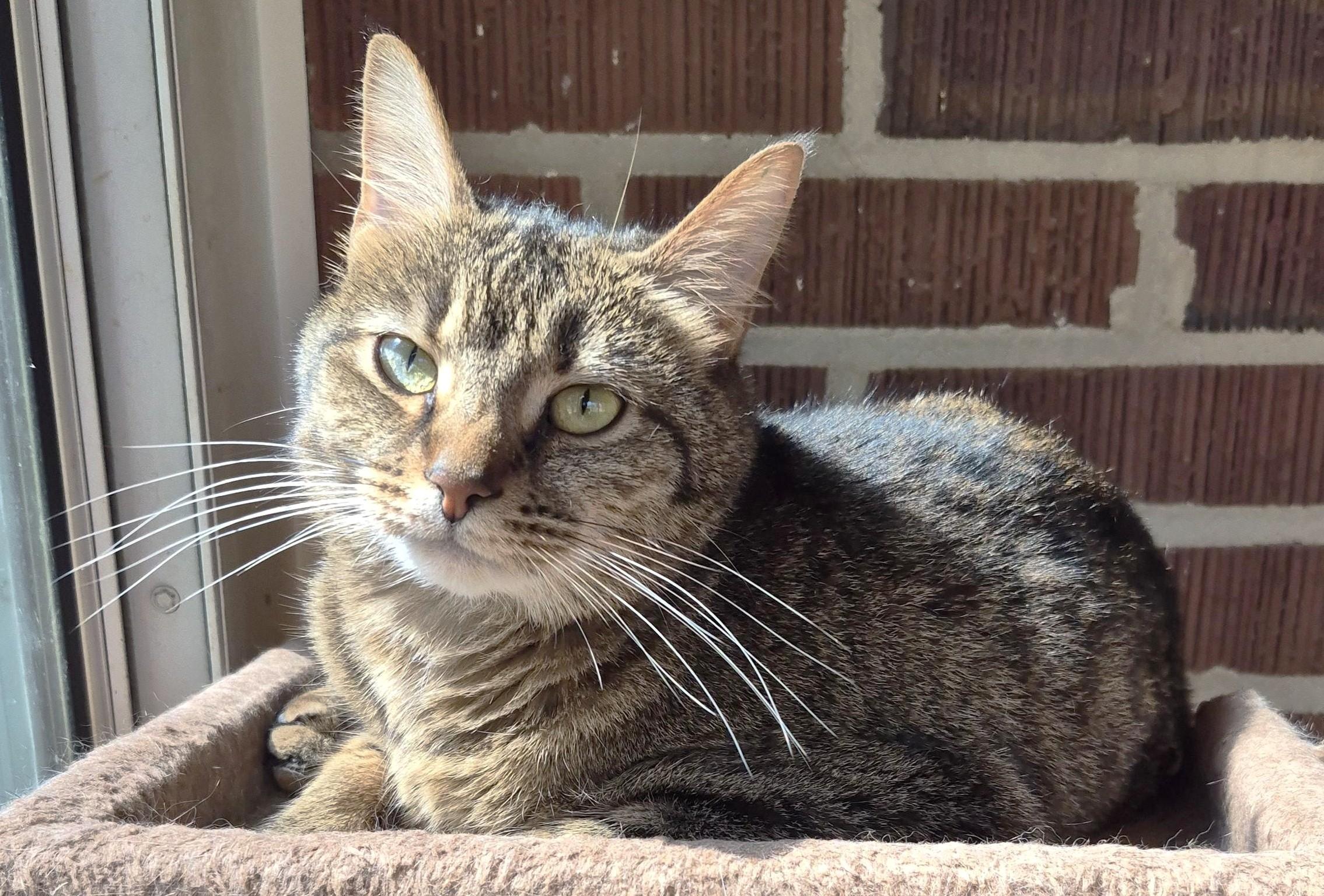 Enlarge Cleo, a ADOPTABLE Tiger in Jamaica Plain, MA image 2/3
