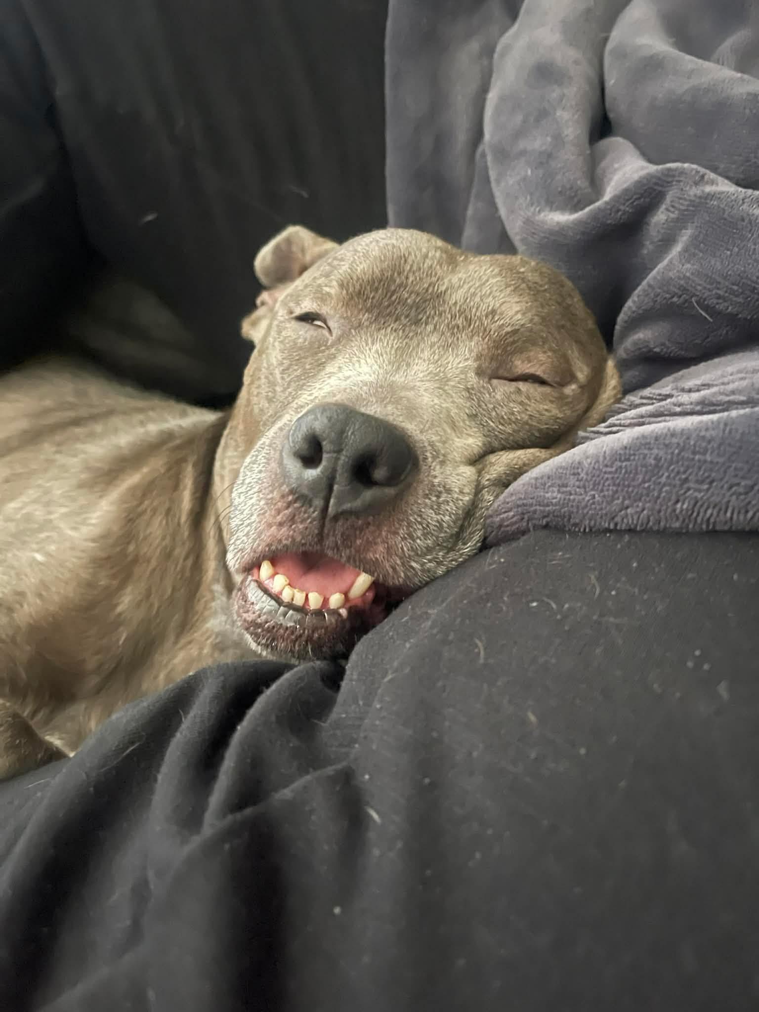 Enlarge Gracie Lou, an adopted American Staffordshire Terrier in Auburn, WA image 5/6