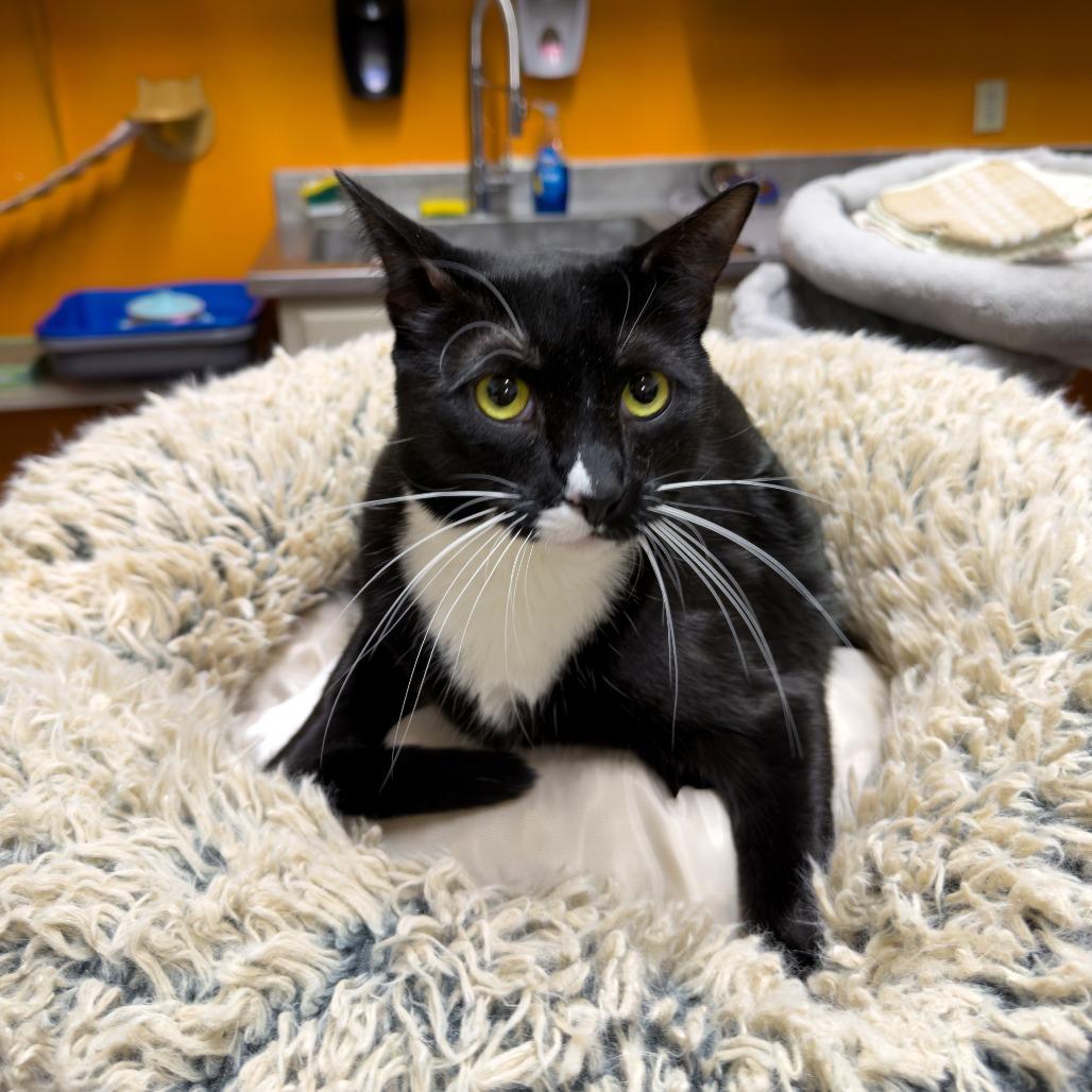 Corn Pop, Adoptable, Adult Male Domestic Short Hair.