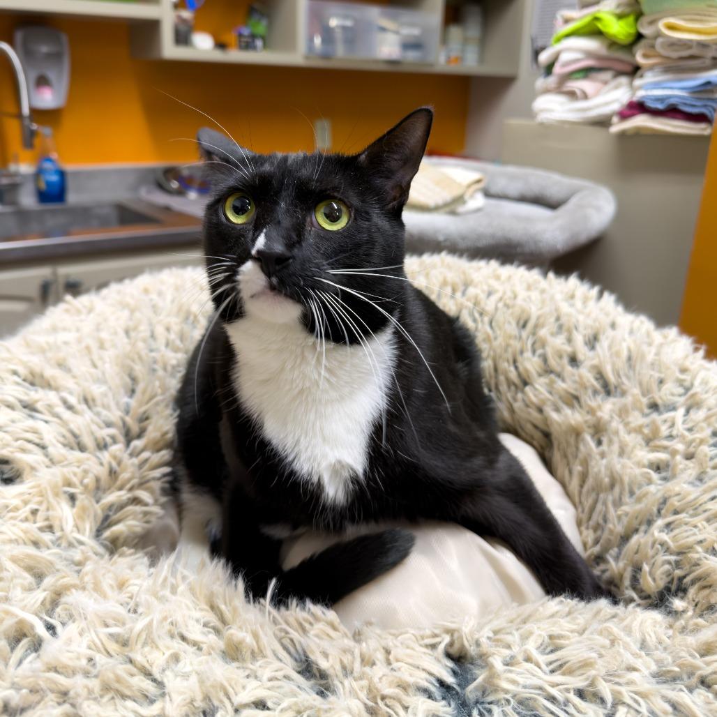 Enlarge Corn Pop, a Adoptable mixed breed in Gainesville, GA image 2/3