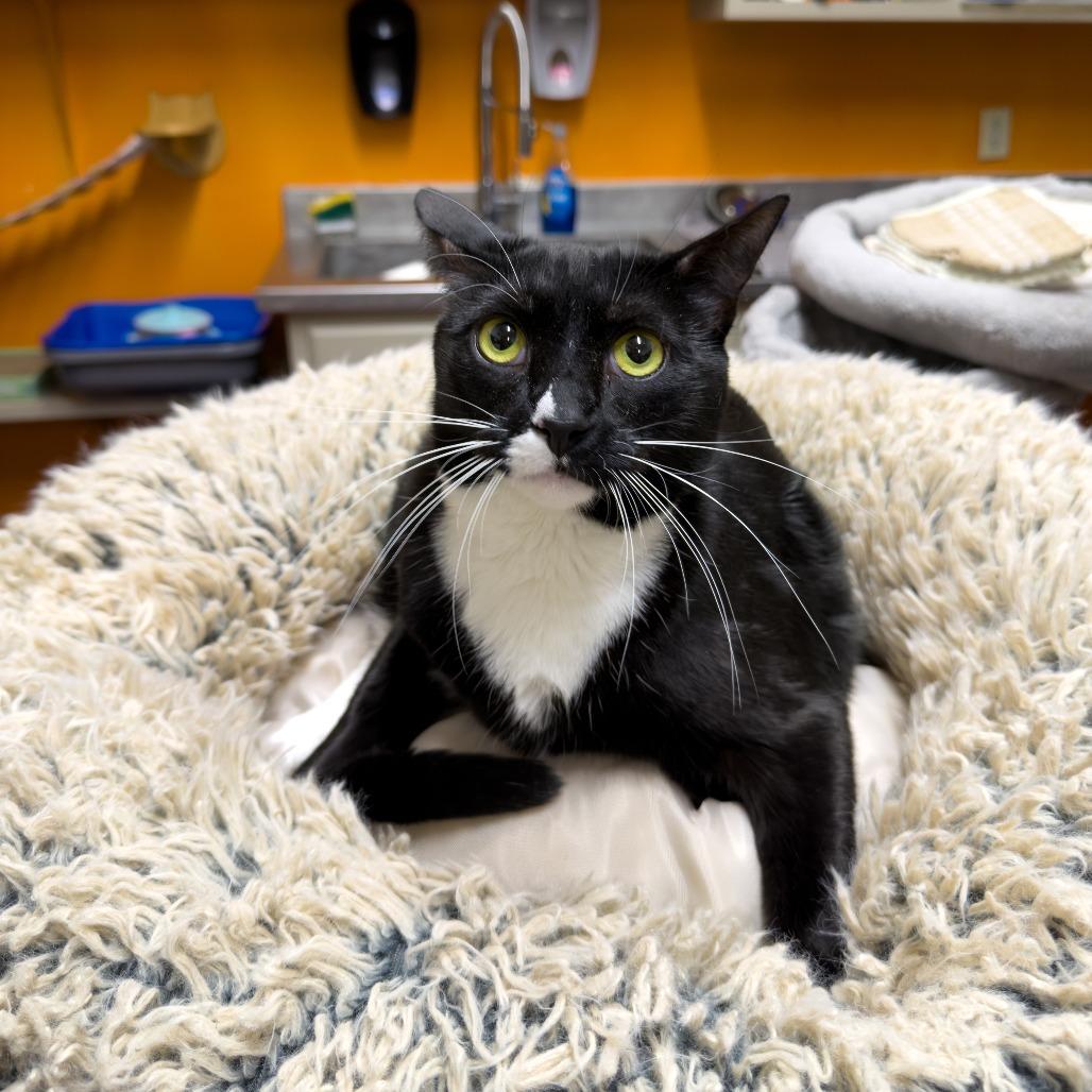 Enlarge Corn Pop, a Adoptable mixed breed in Gainesville, GA image 3/3