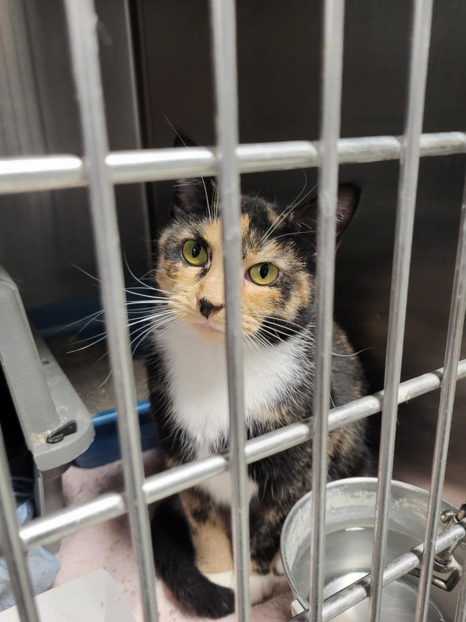 Enlarge Mama Mia, a Adoptable Domestic Short Hair in Detroit Lakes, MN image 1/3