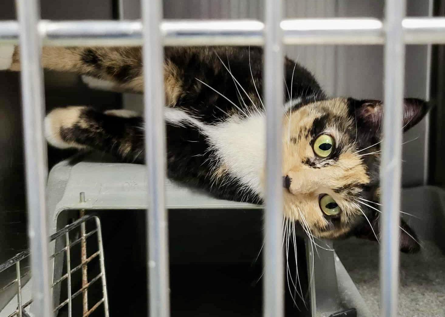 Enlarge Mama Mia, a Adoptable Domestic Short Hair in Detroit Lakes, MN image 2/3