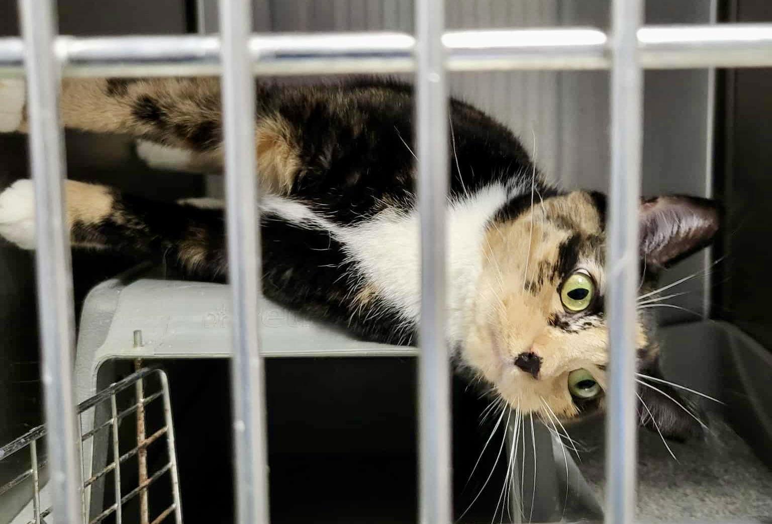 Enlarge Mama Mia, a Adoptable Domestic Short Hair in Detroit Lakes, MN image 3/3