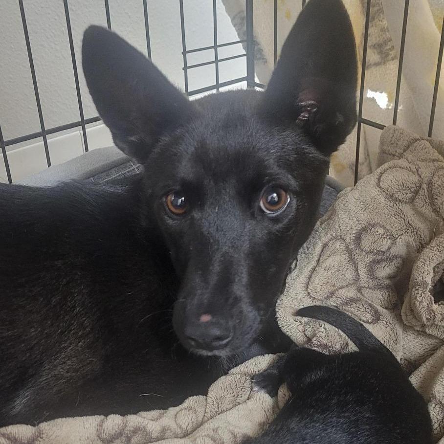 Nisha, Adoptable, Young Female Australian Kelpie.