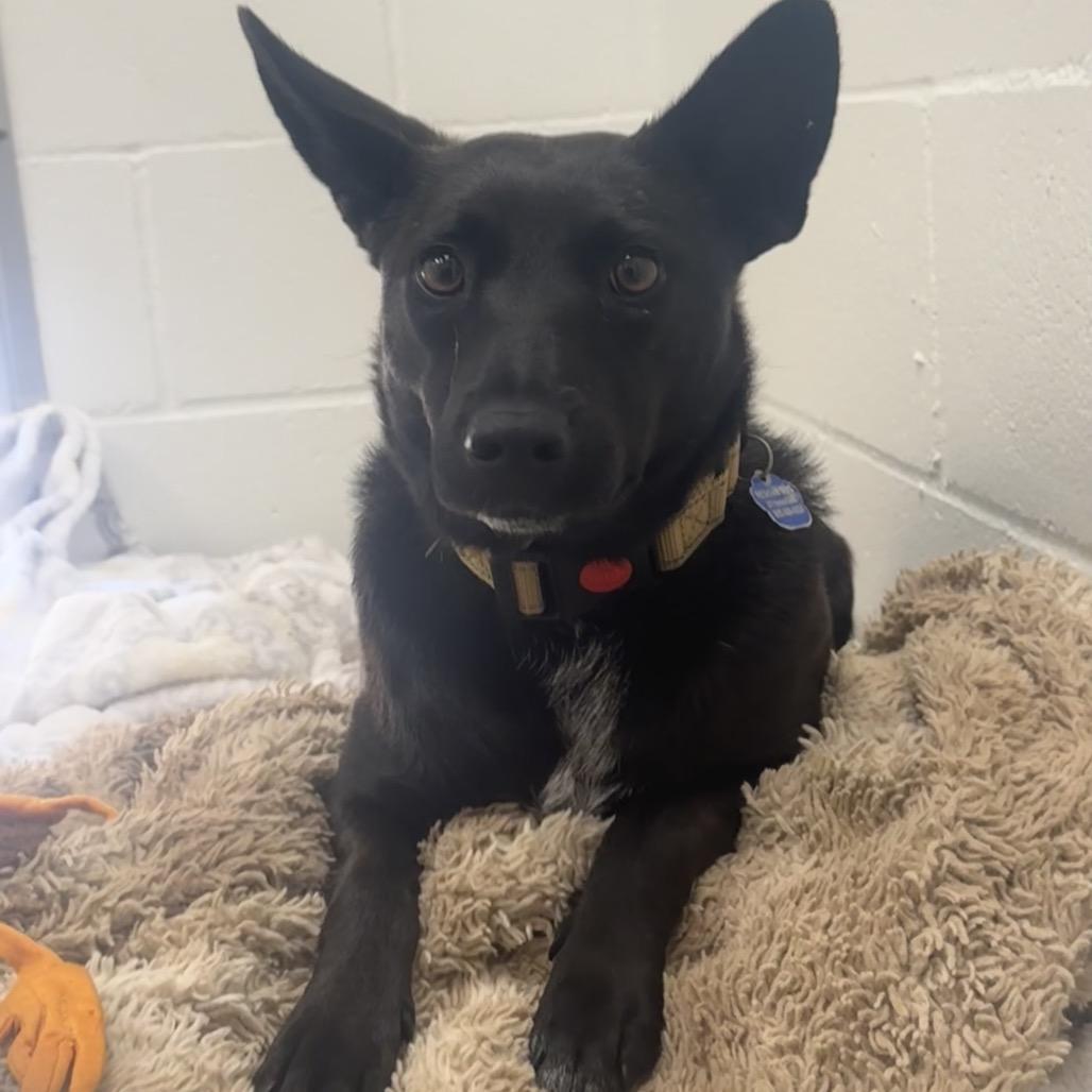 Enlarge Nisha, a Adoptable Australian Kelpie in Buellton, CA image 2/3
