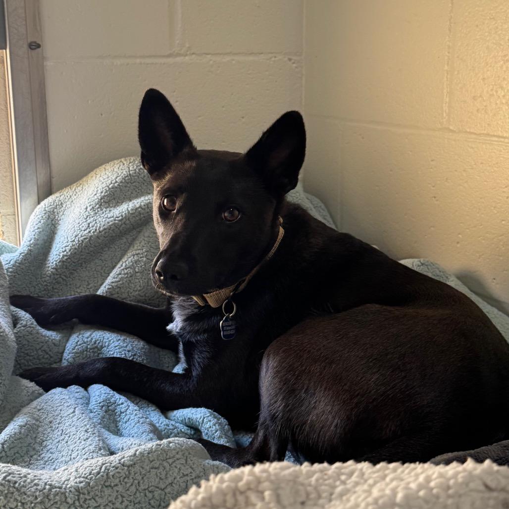Enlarge Nisha, a Adoptable Australian Kelpie in Buellton, CA image 3/3