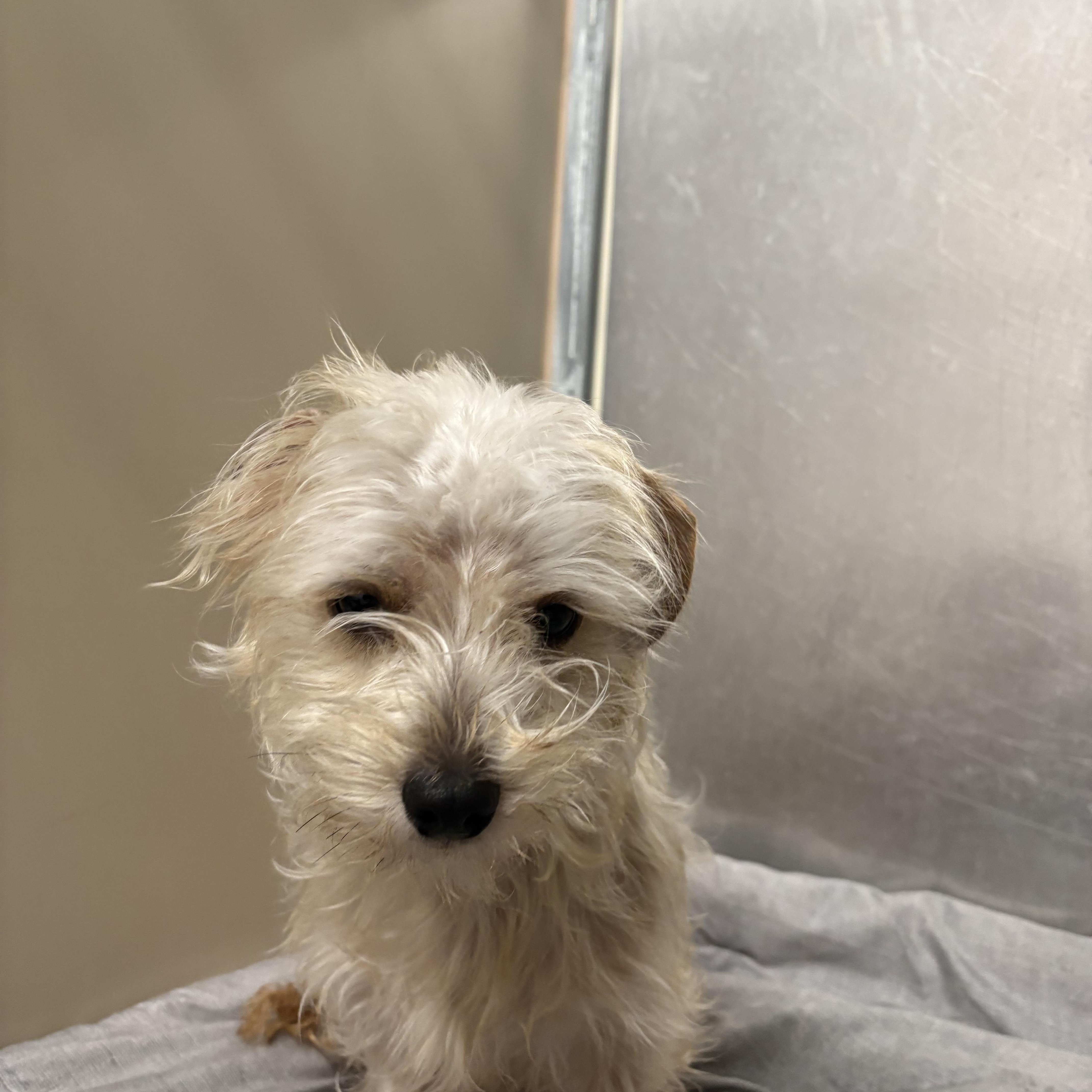 Enlarge Bitsy , an adopted mixed breed in AQUEBOGUE, NY image 2/3