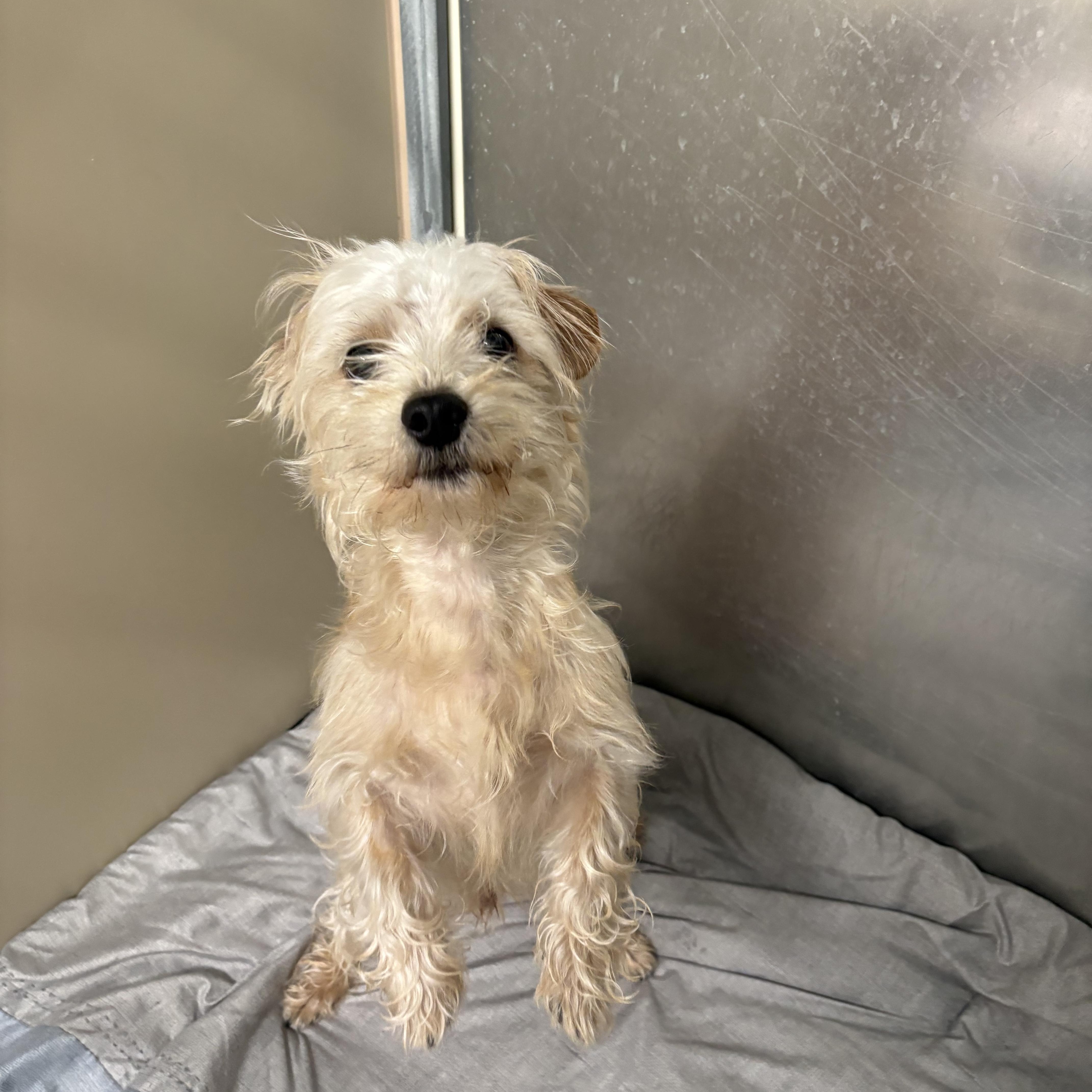 Enlarge Bitsy , an adopted mixed breed in AQUEBOGUE, NY image 1/3